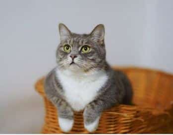 Proteção para gatos